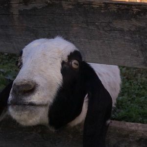 Meet your Posher, Lindsey